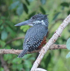 Megaceryle maxima maxima