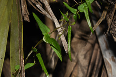 Dioscorea microbotrya