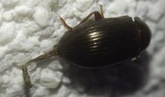 Nalassus dermestoides