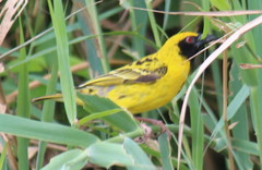 Ploceus cucullatus spilonotus