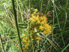 Megacyllene robiniae