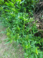 Poikilacanthus glandulosus