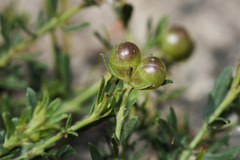 Menodora integrifolia