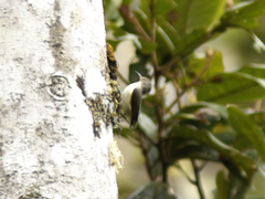 Oedistoma iliolophus