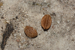 Menodora integrifolia