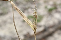 Carex scabrata