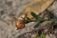Menodora integrifolia