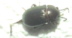 Nalassus dermestoides