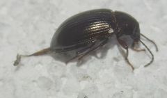 Nalassus dermestoides