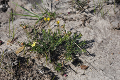 Menodora integrifolia