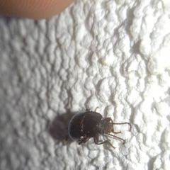 Nalassus dermestoides