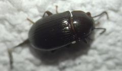 Nalassus dermestoides