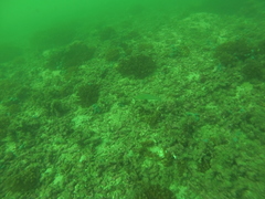 Halichoeres dispilus