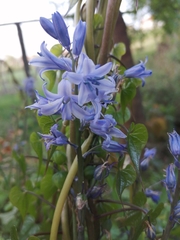 Hyacinthoides paivae