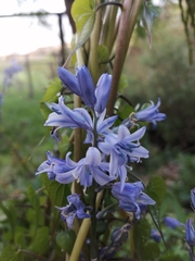 Hyacinthoides paivae