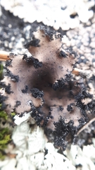 Umbilicaria polyrrhiza