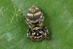 Colyttus striatus