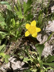 Ranunculus occidentalis occidentalis