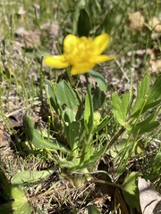 Ranunculus occidentalis occidentalis