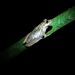 Werner's Brazilian Tree Frog - Photo (c) calau00, some rights reserved (CC BY-NC)