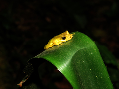 Scinax dolloi