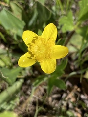 Ranunculus occidentalis occidentalis