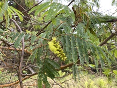 Paraserianthes