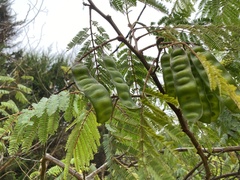 Paraserianthes