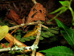 Scinax dolloi