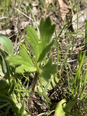 Ranunculus occidentalis occidentalis