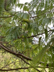 Paraserianthes