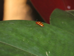 Iphiclus sedecimmaculatus