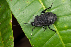 Catara rugosicollis
