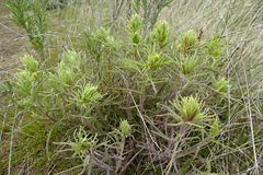 Castilleja thompsonii