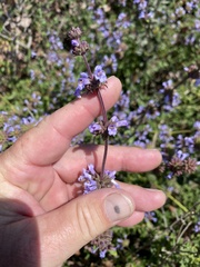 Salvia munzii