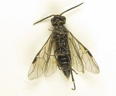 Dolerus genucinctus