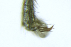 Dolerus genucinctus