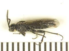 Dolerus genucinctus