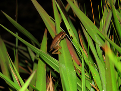 Boana prasina
