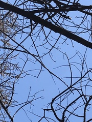 Asimina triloba