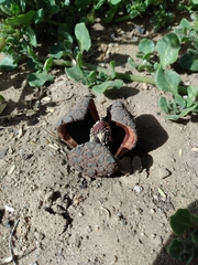 Prosopanche americana