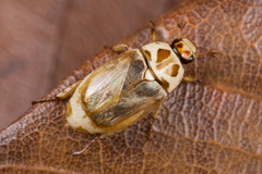 Mimela maculicollis