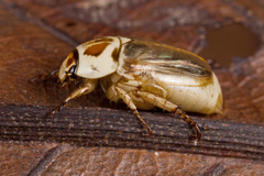 Mimela maculicollis