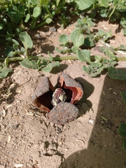 Prosopanche americana