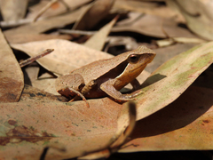 Physalaemus olfersii