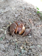 Prosopanche americana