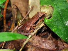 Physalaemus olfersii