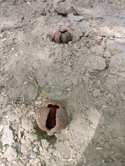 Prosopanche americana