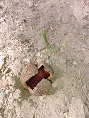 Prosopanche americana