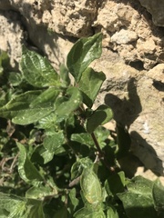 Parietaria judaica